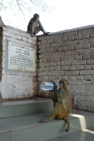 Affe mit meiner Wasserflasche